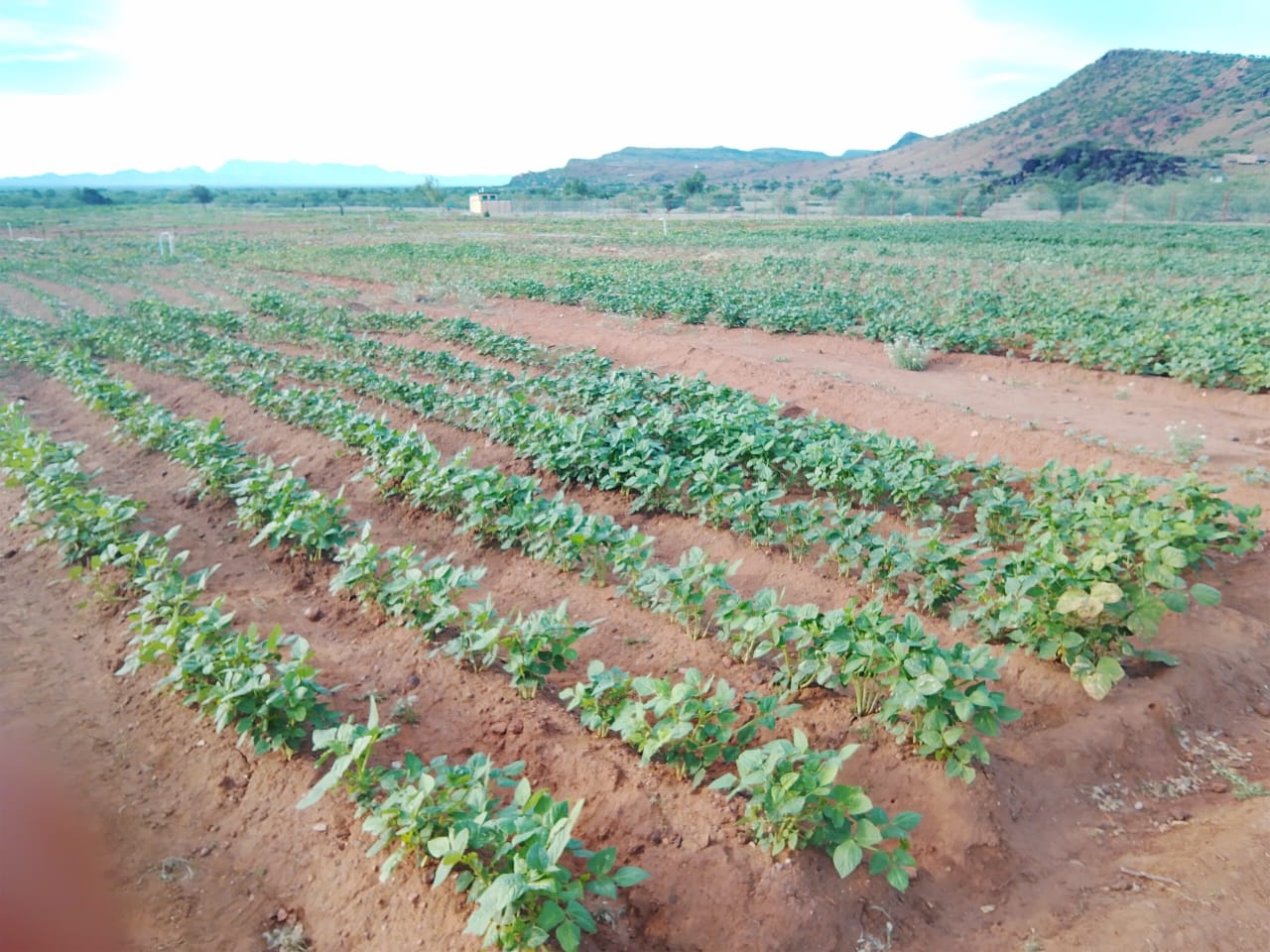 Healthy crop rows on the Nomad Agriculture farm