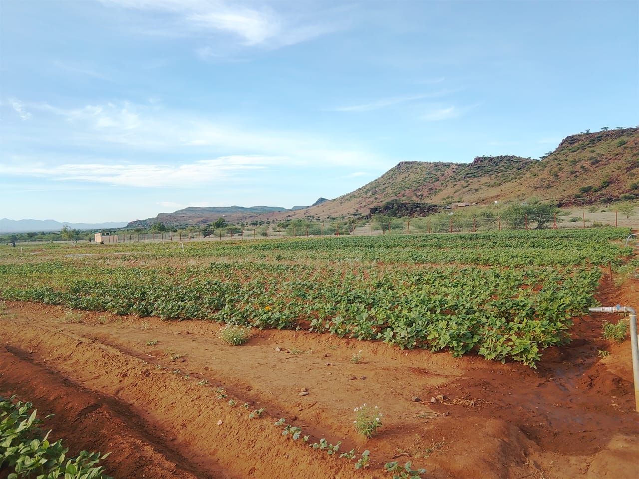 Nomad Agriculture farm with Turkana hills