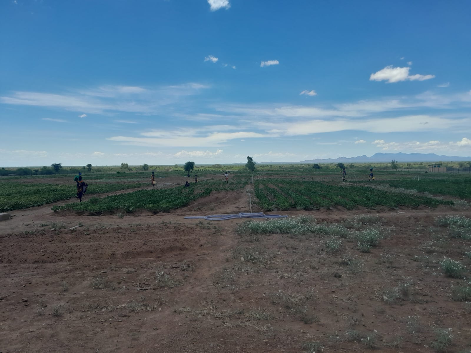 Nomad Agriculture farm in Turkana